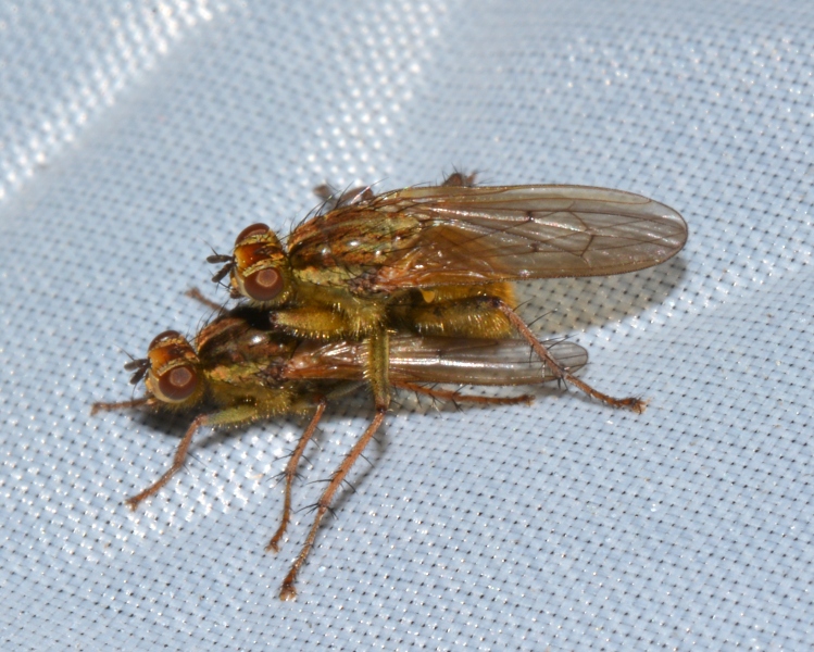 Scathophaga stercoraria